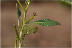 Ludwigia perennis